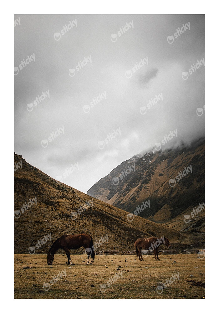 Poster RUSTIC FARMHOUSE HORSES 2