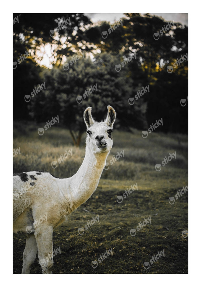 Poster RUSTIC FARMHOUSE ALPACA 2