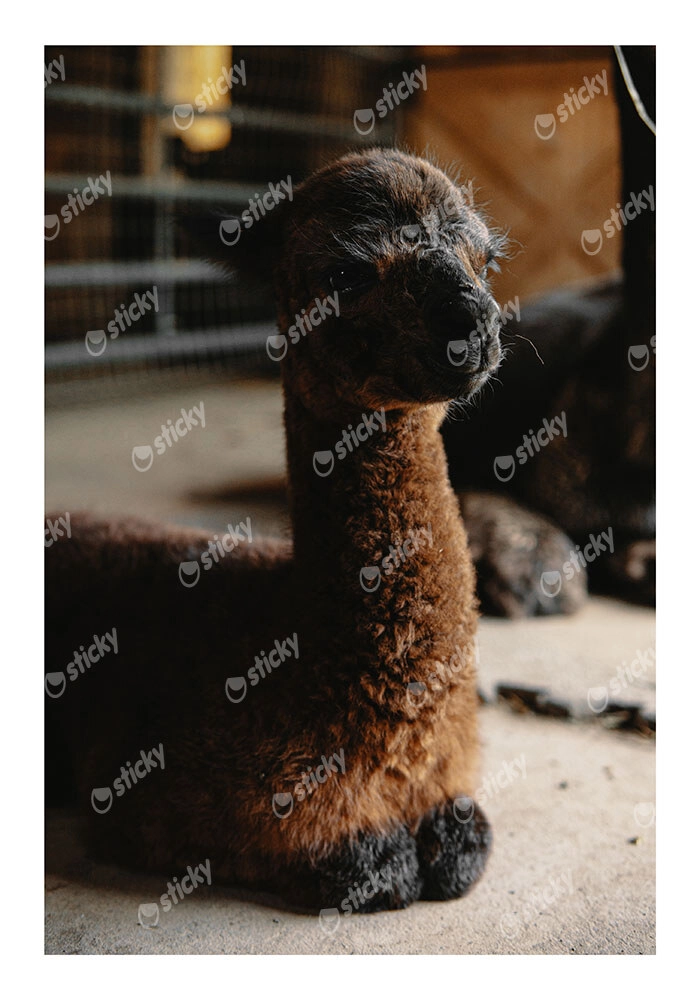 Poster RUSTIC FARMHOUSE ALPACA