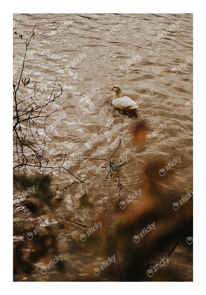 Poster RUSTIC FARMHOUSE DUCK