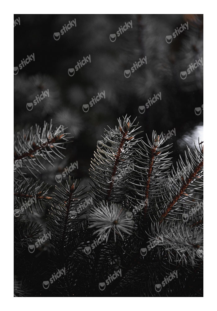 Poster RUSTIC FARMHOUSE PINE LEAVES 2
