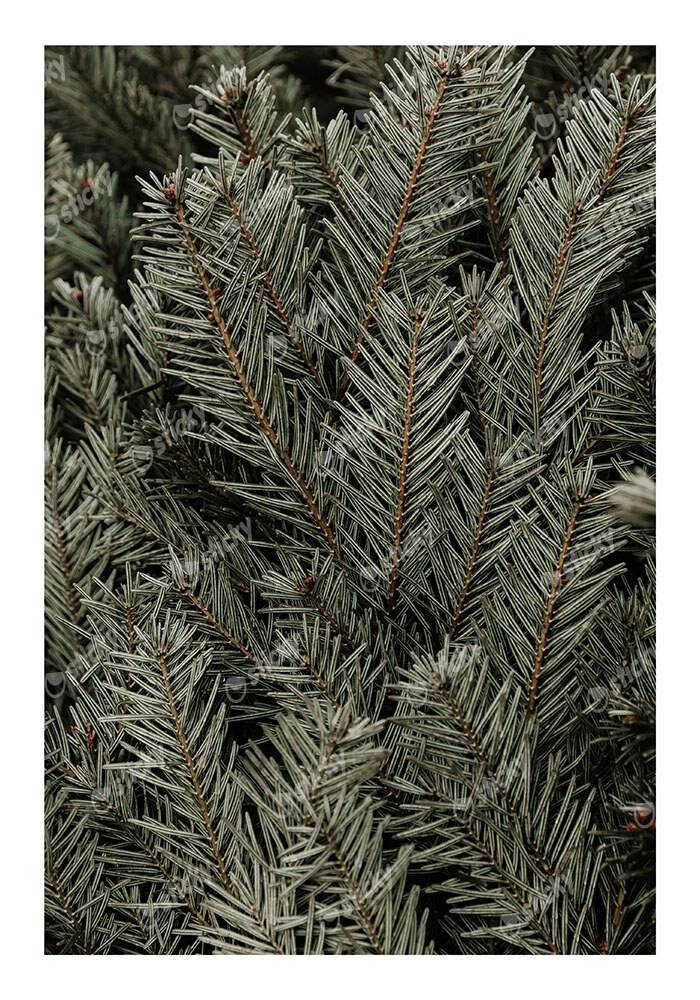 Poster RUSTIC FARMHOUSE PINE LEAVES