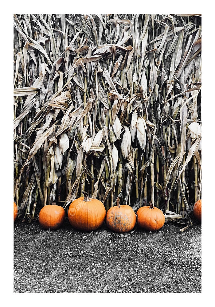 Poster RUSTIC FARMHOUSE PUMPKINS 5