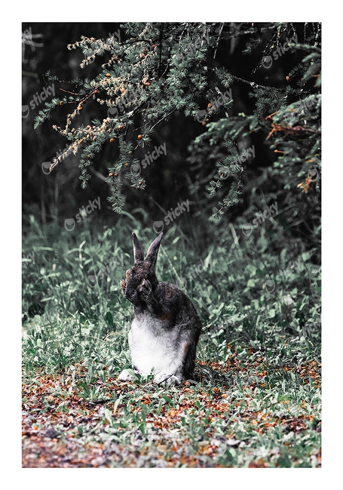 Poster RUSTIC FARMHOUSE RABBIT 2