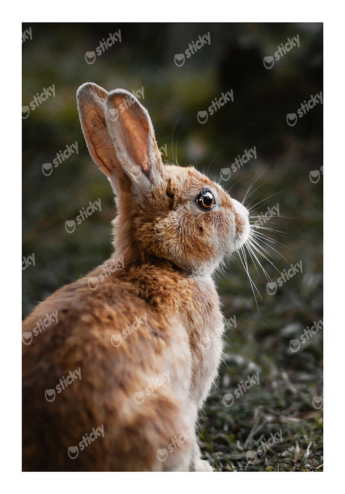 Poster RUSTIC FARMHOUSE RABBIT 3