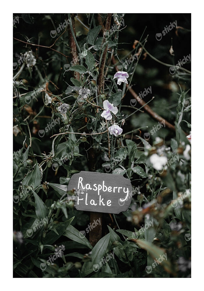 Poster RUSTIC FARMHOUSE RASPBERRY FLAKE