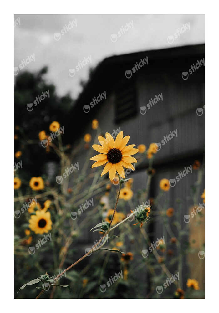 Poster RUSTIC FARMHOUSE SUNFLOWERS 2
