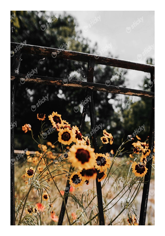 Poster RUSTIC FARMHOUSE SUNFLOWERS 3
