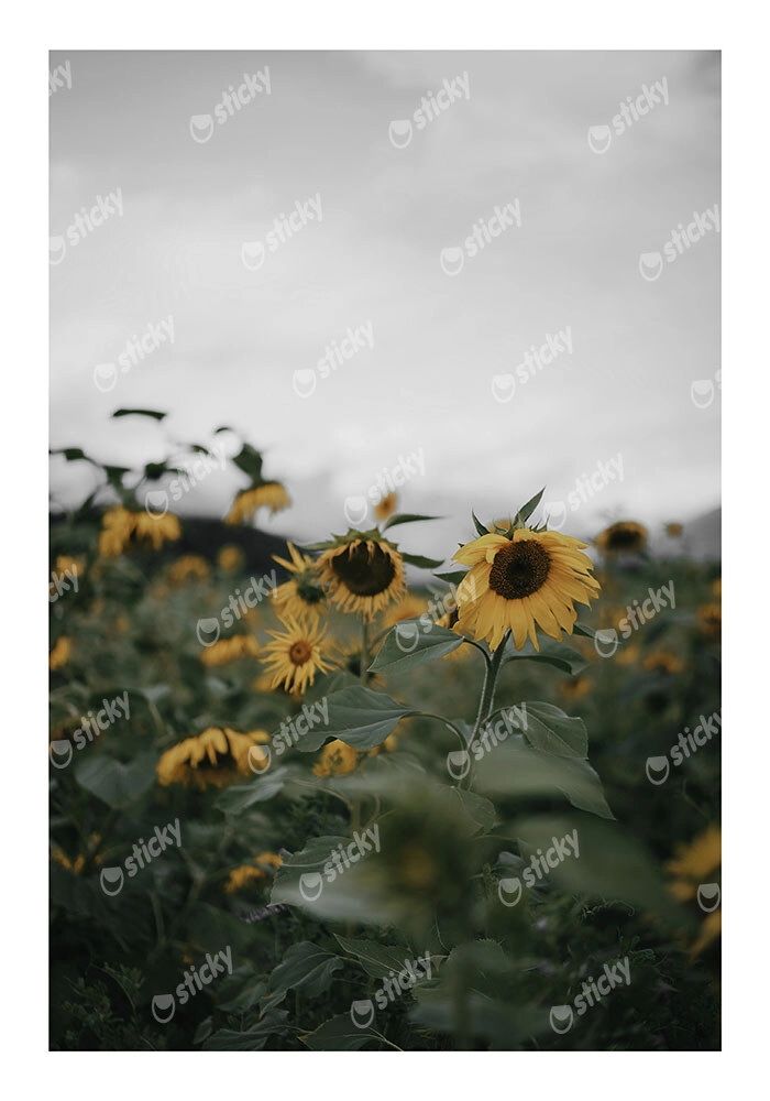 Poster RUSTIC FARMHOUSE SUNFLOWERS 4