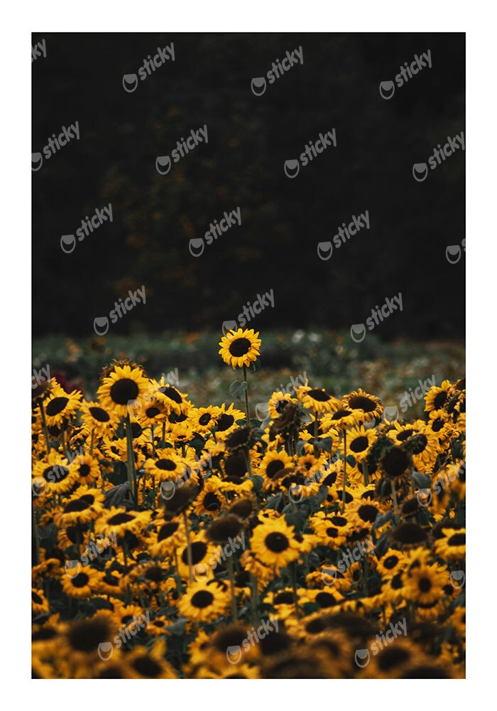 Poster RUSTIC FARMHOUSE SUNFLOWERS 5