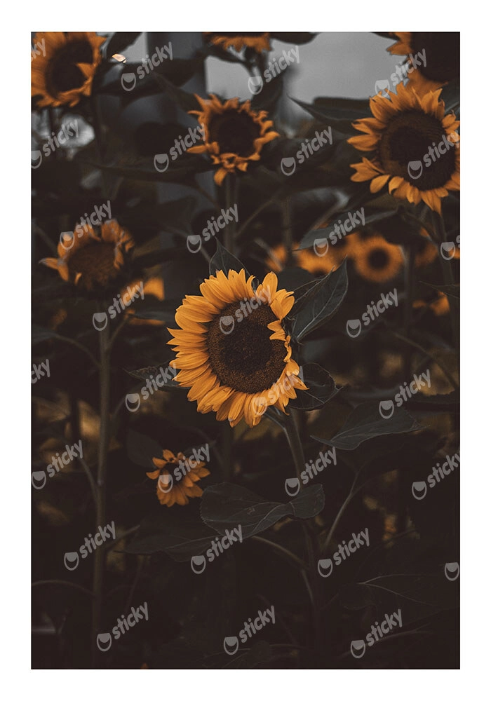 Poster RUSTIC FARMHOUSE SUNFLOWERS 6