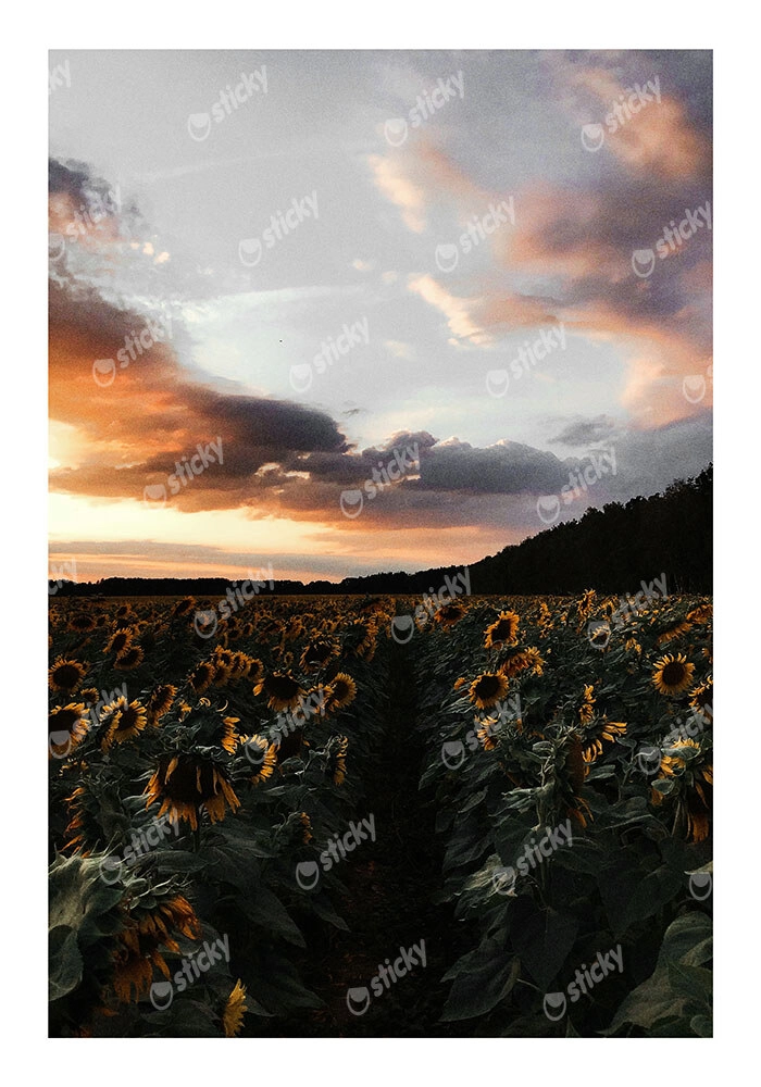 Poster RUSTIC FARMHOUSE SUNFLOWERS