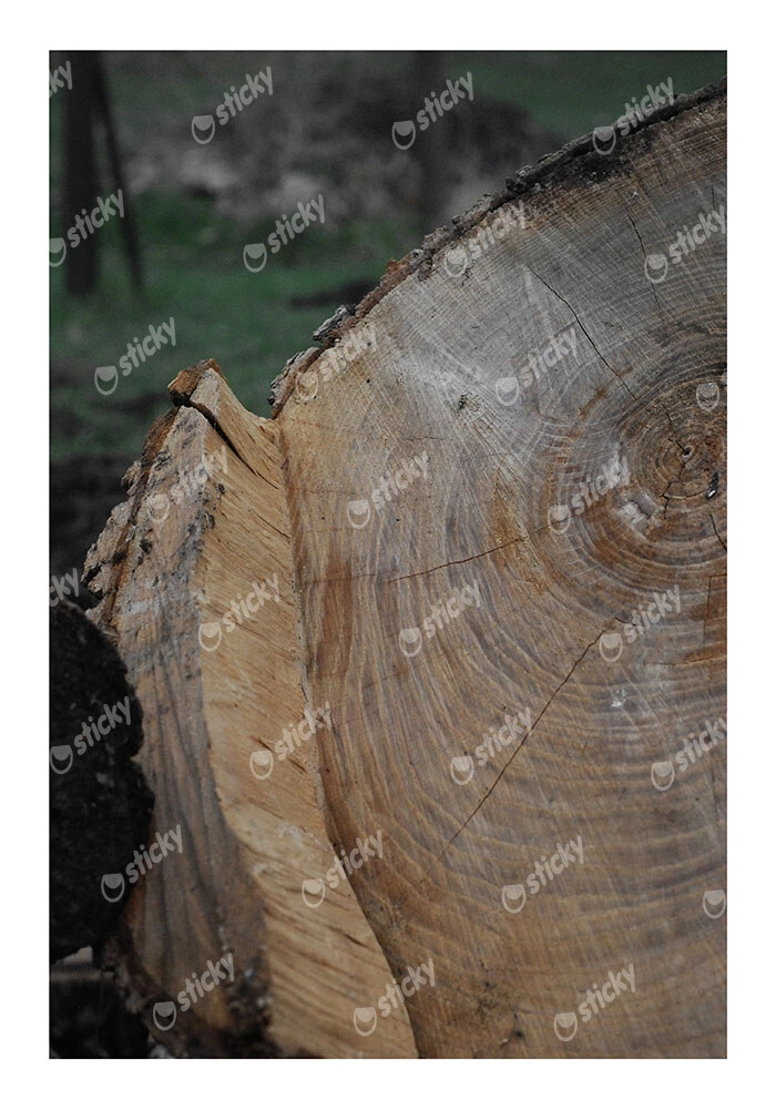 Poster RUSTIC FARMHOUSE TREE BARK 5