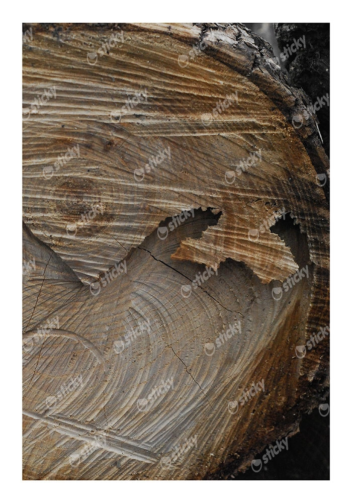 Poster RUSTIC FARMHOUSE TREE BARK 6