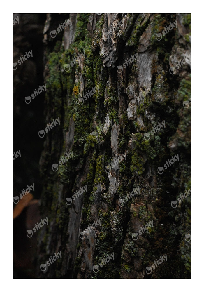 Poster RUSTIC FARMHOUSE TREE BARK 7