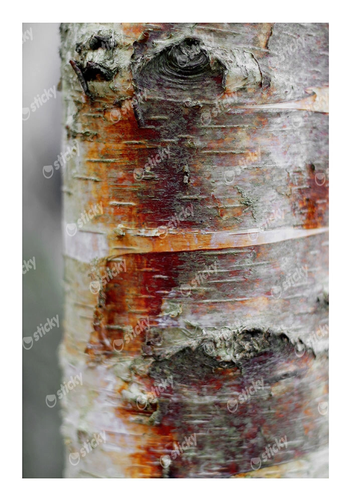 Poster RUSTIC FARMHOUSE TREE BARK 8