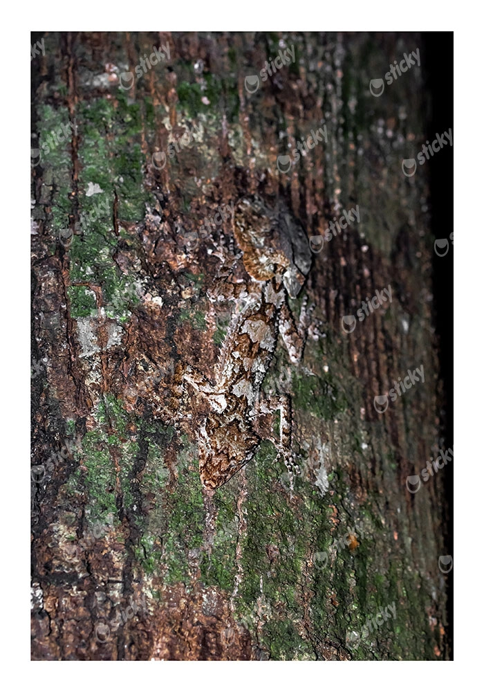 Poster RUSTIC FARMHOUSE TREE BARK