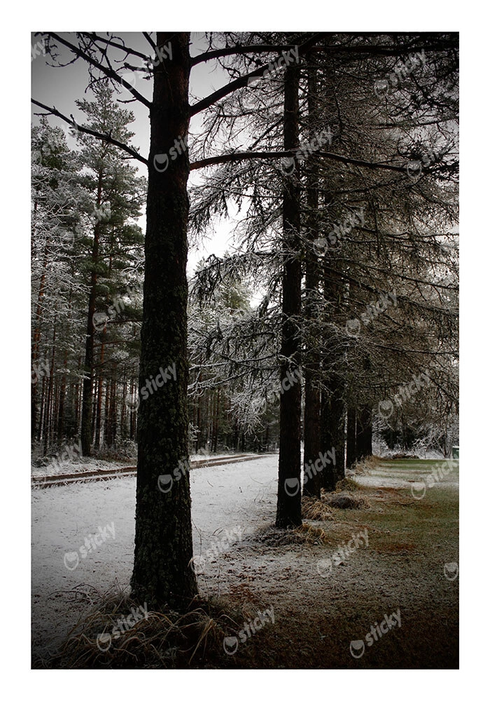 Poster RUSTIC FARMHOUSE TREE PATH