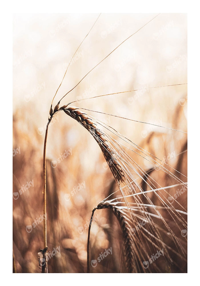 Poster RUSTIC FARMHOUSE WHEAT 2