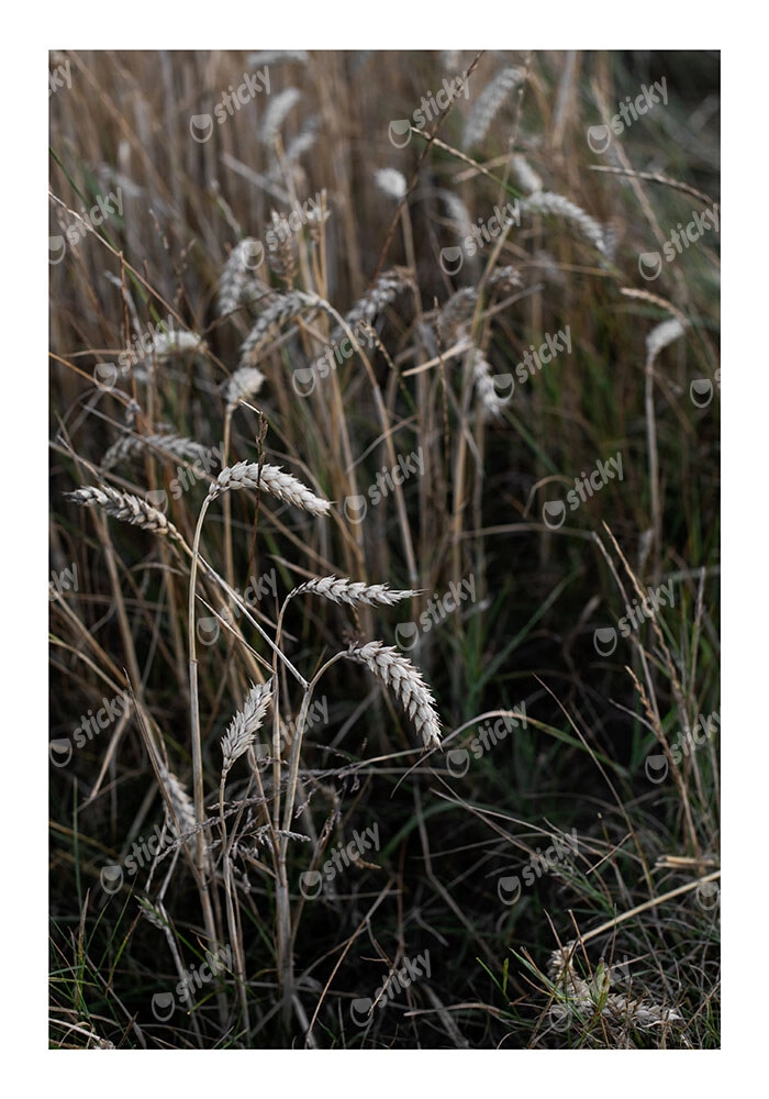 Poster RUSTIC FARMHOUSE WHEAT 3