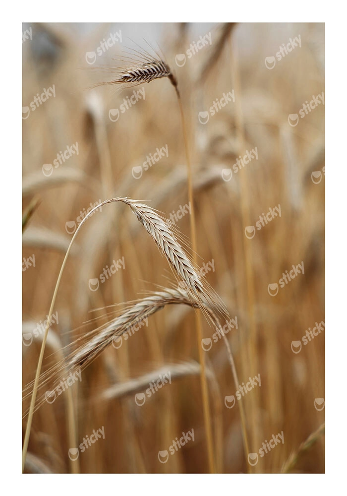 Poster RUSTIC FARMHOUSE WHEAT 4