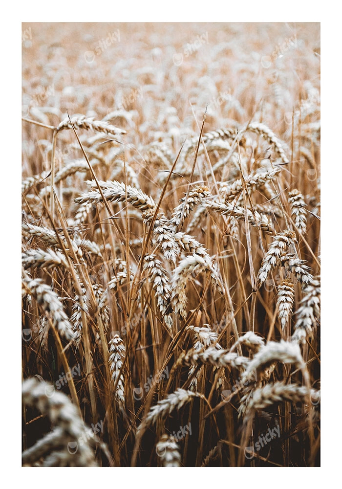 Poster RUSTIC FARMHOUSE WHEAT 5