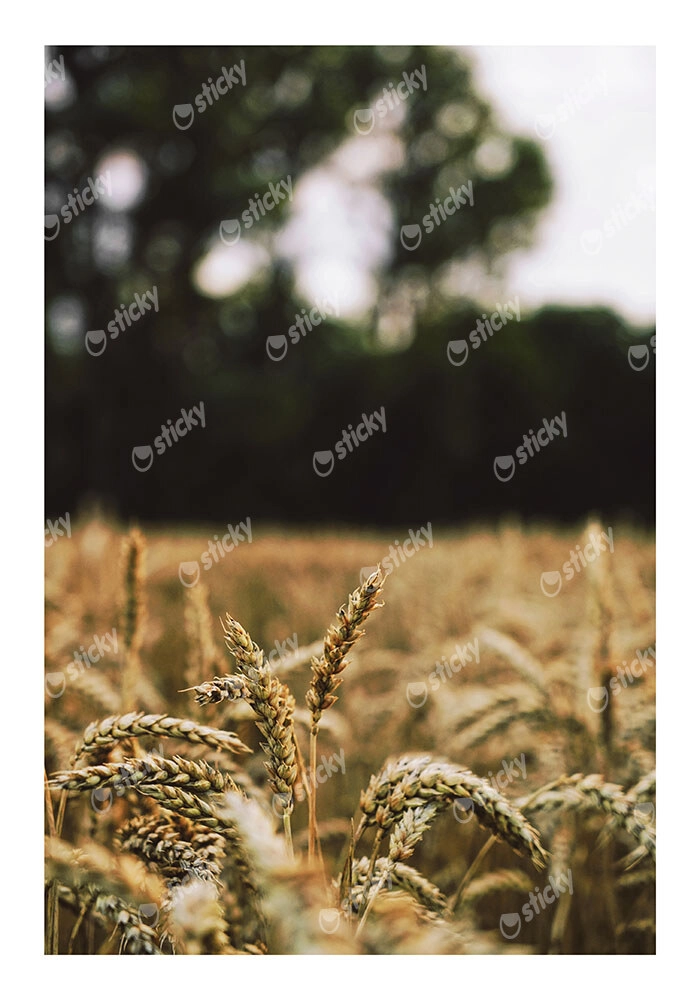 Poster RUSTIC FARMHOUSE WHEAT FIELD 5
