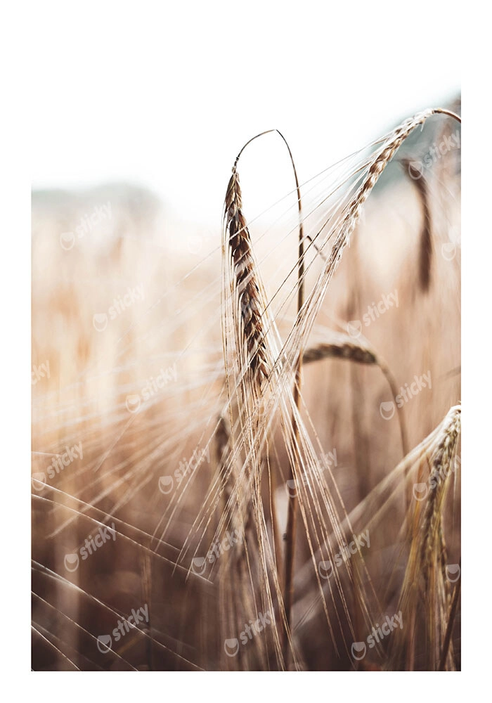 Poster RUSTIC FARMHOUSE WHEAT