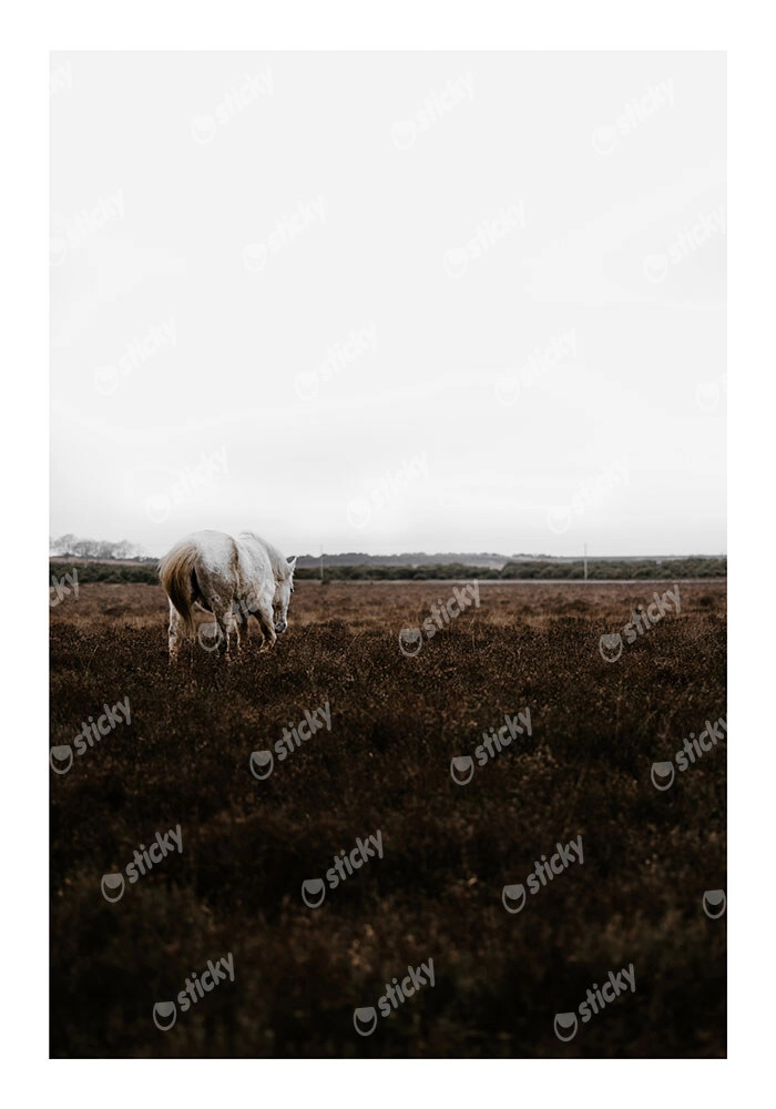 Poster RUSTIC FARMHOUSE WHITE HORSE