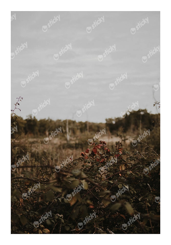 Poster RUSTIC FARMHOUSE WILD BERRIES