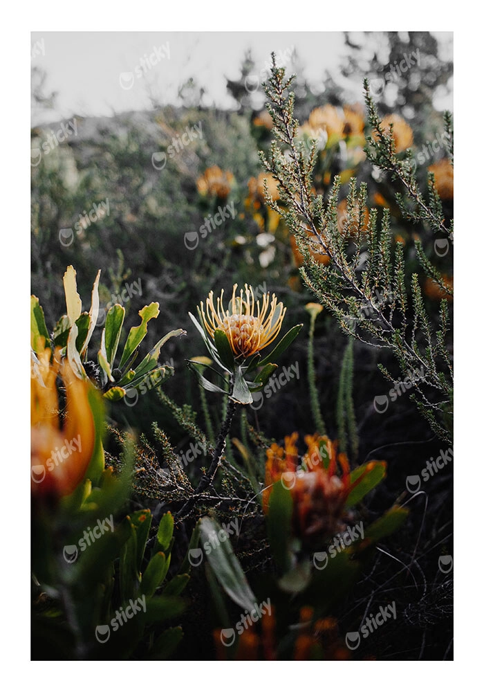 Poster RUSTIC FARMHOUSE WILD FLOWERS