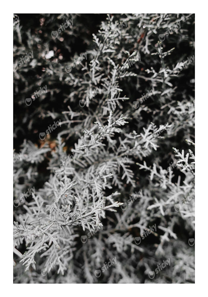 Poster RUSTIC FARMHOUSE WINTER LEAVES