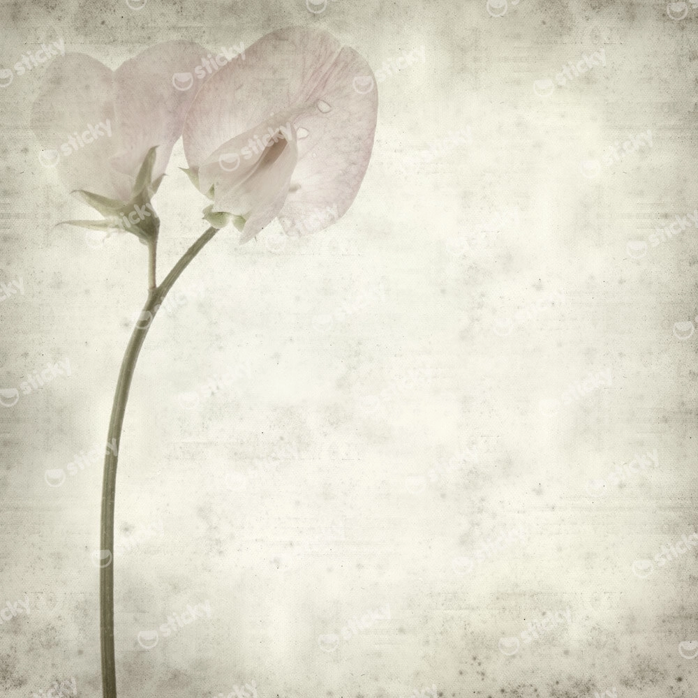 Πίνακας σε καμβά TEXTURED OLD PAPER BACKGROUND SWEET PEA