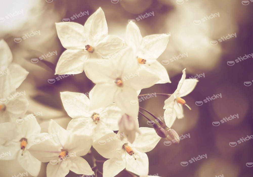 Πινακας σε καμβά JASMINE