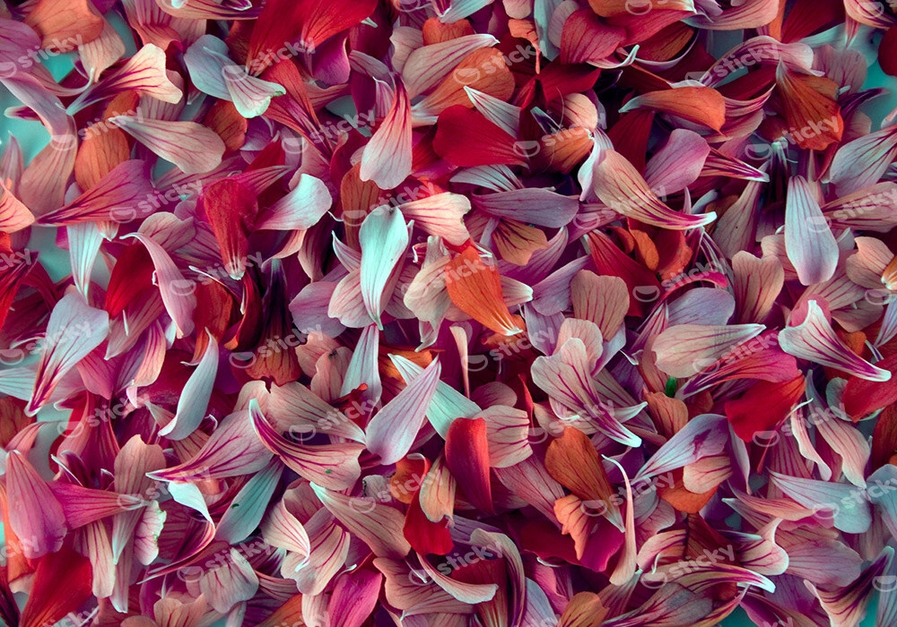 Πινακας σε καμβά PETALS 2