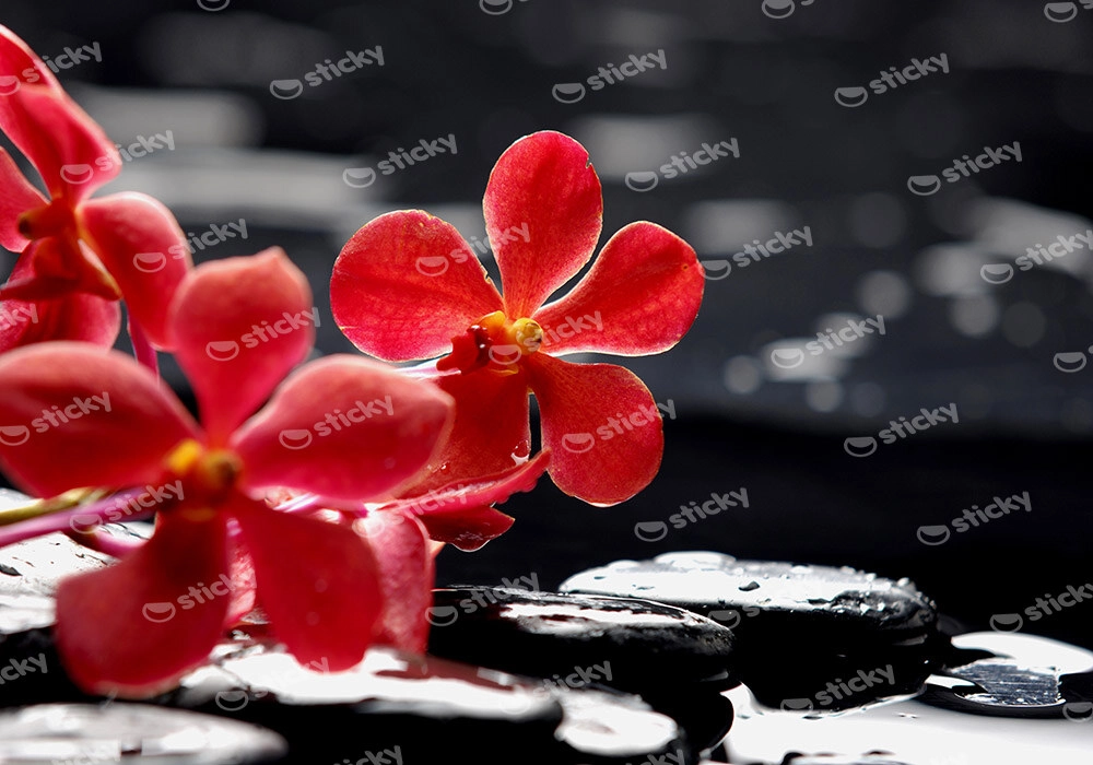 Πινακας σε καμβά RED ORCHID