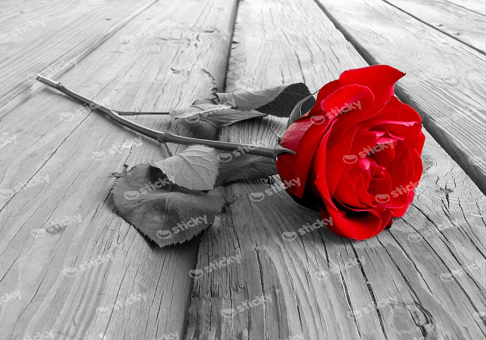 Πινακας σε καμβά Πίνακας RED ROSE