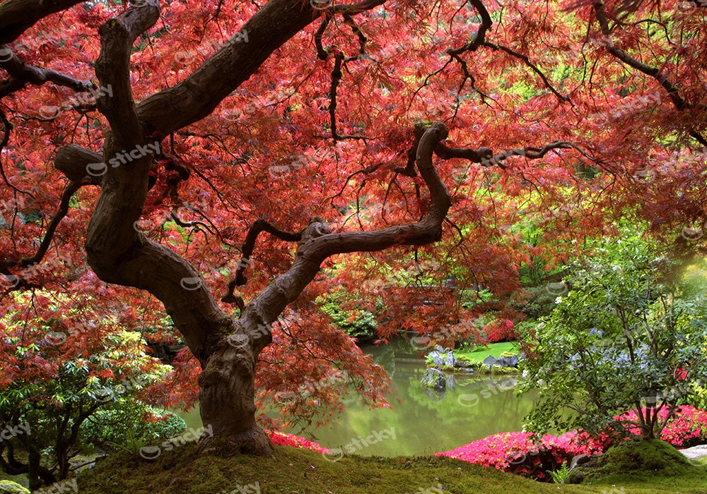Πινακας σε καμβά SAKURA LAKE