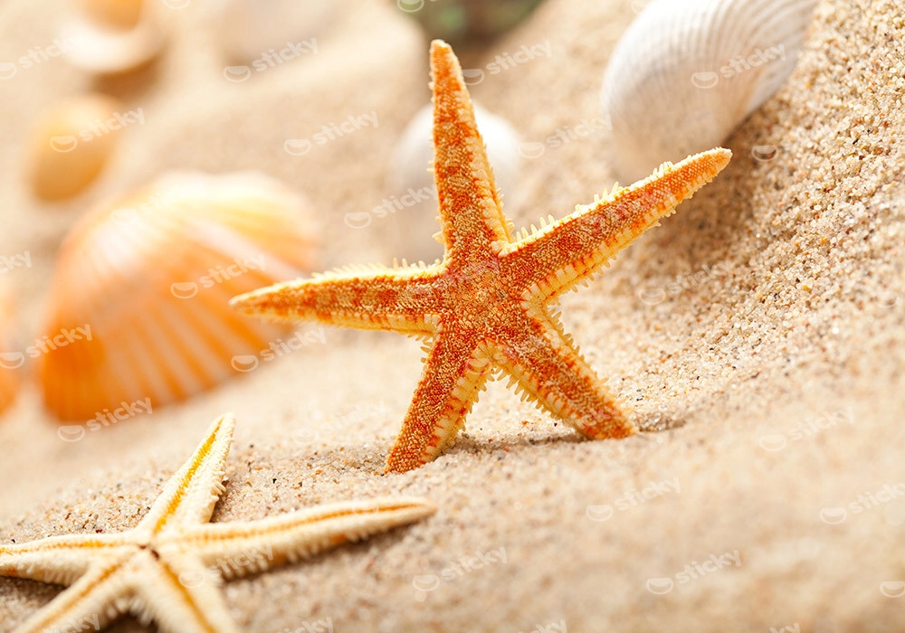 Πινακας σε καμβά STARFISH 1