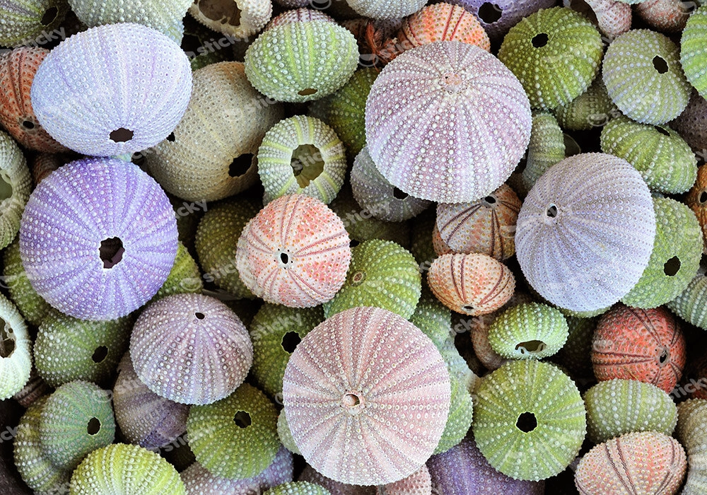Πινακας σε καμβά URCHINS