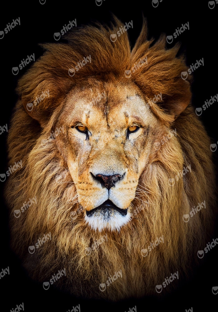 Πινακας σε καμβά LION PORTRAIT