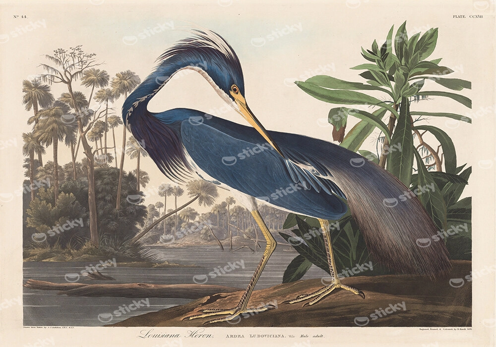 Πινακας σε καμβά AUDUBON - LOUISIANA HERON