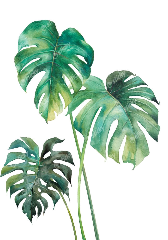 Πινακας σε καμβά MONSTERA LEAVES