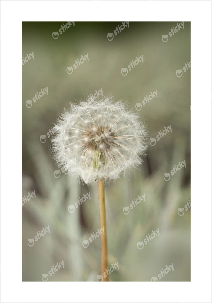Πόστερ DANDELION