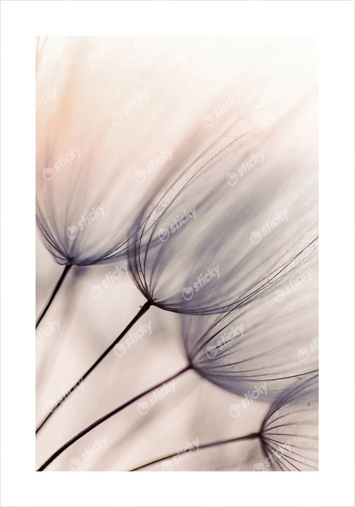 Πόστερ ABSTRACT DANDELION FLOWERS