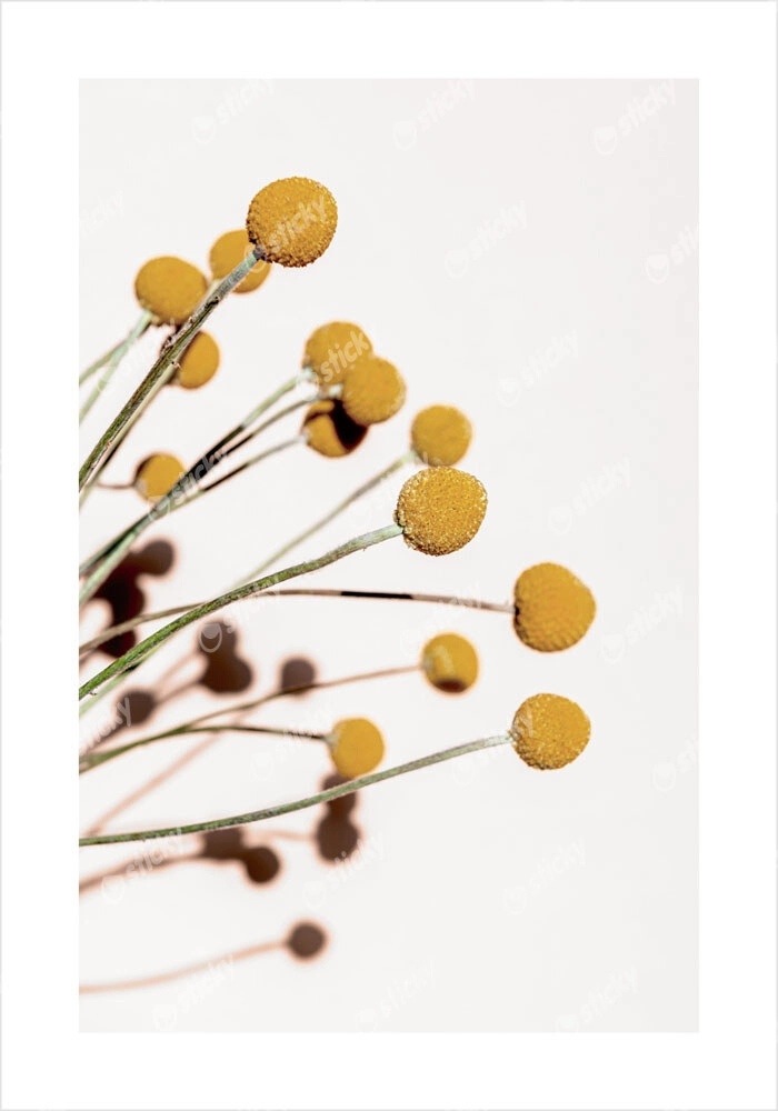 Πόστερ YELLOW DRY FLOWERS