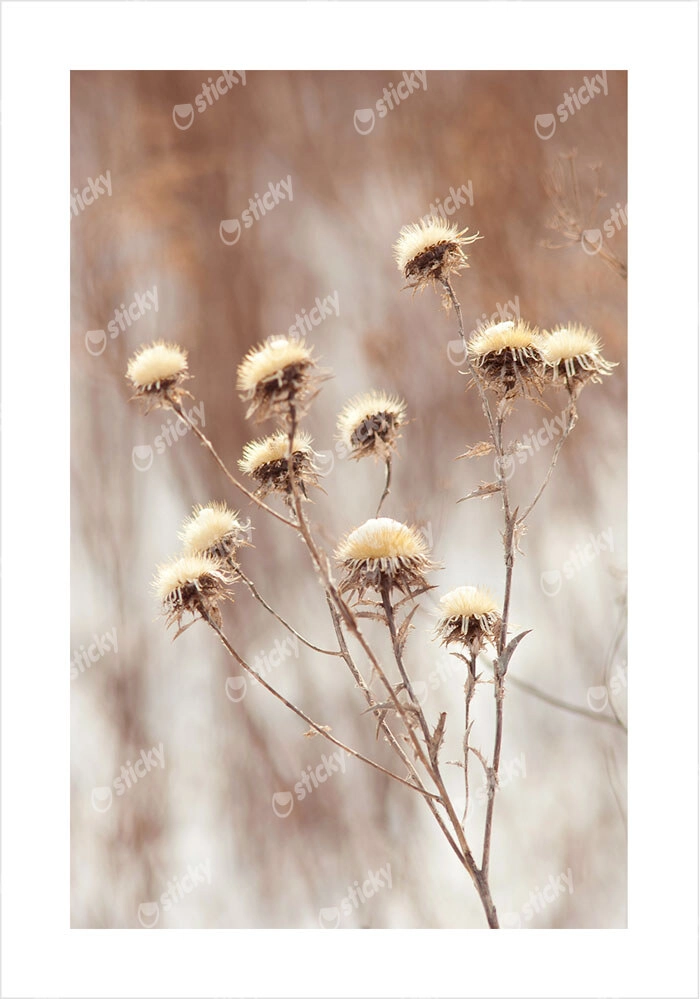 Πόστερ DRY PLANTS