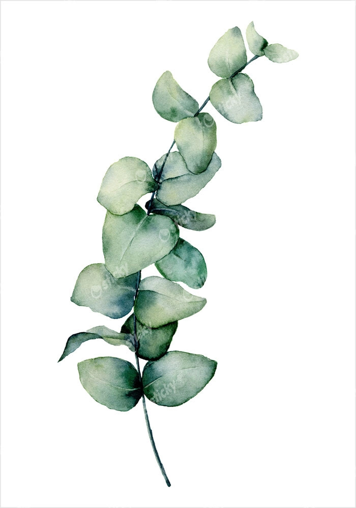 Πόστερ EUCALYPTUS BRANCH