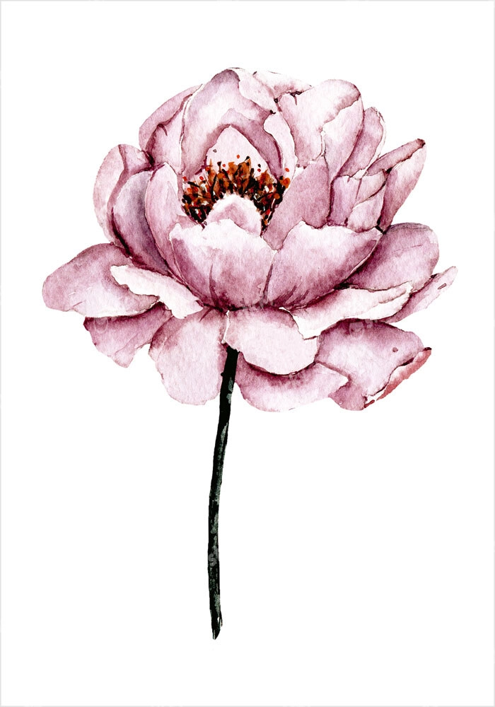Πόστερ WATERCOLOR PEONY