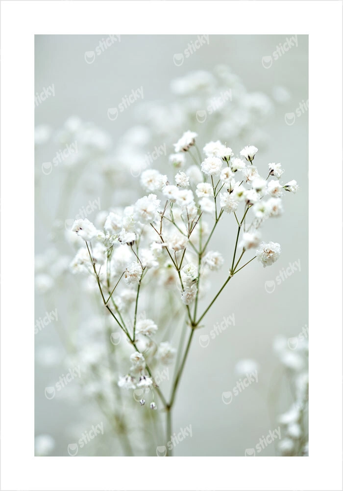 Πόστερ GYPSOPHILA